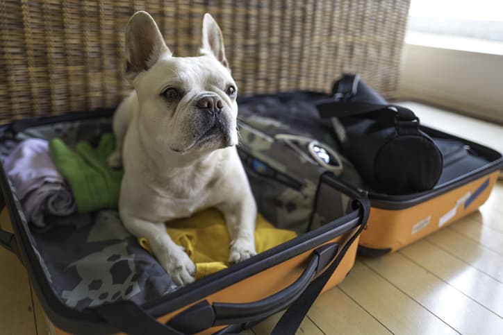 Cute dog in a suitcase