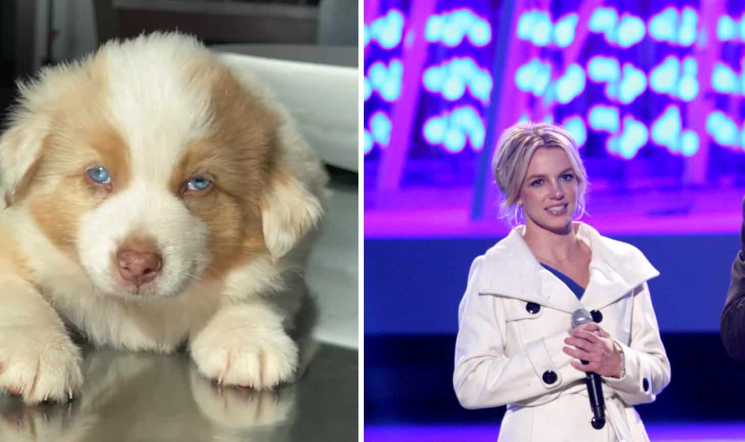 Britney Spears has a new dog