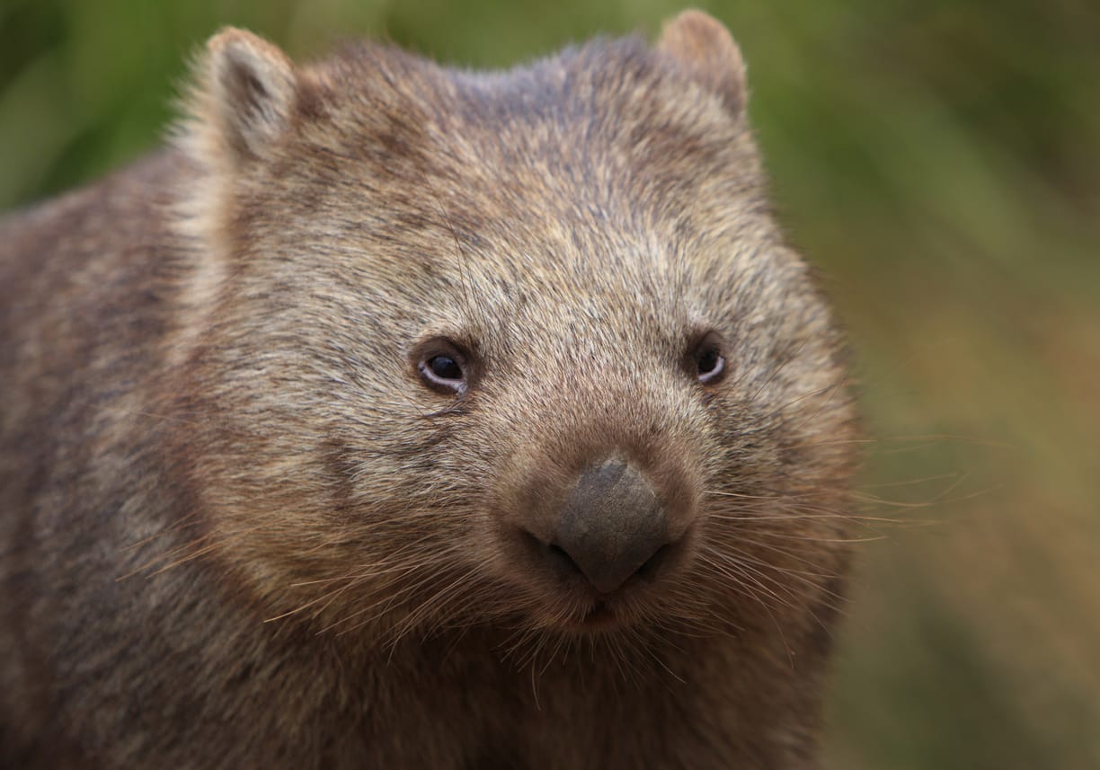 Wombat