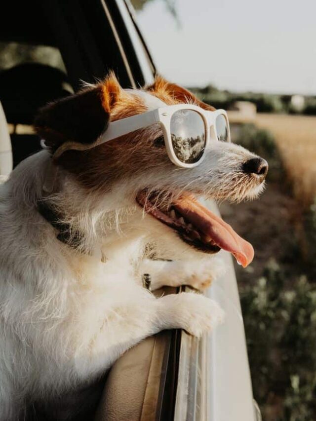 Your ultimate guide to summer road trips on any budget Story