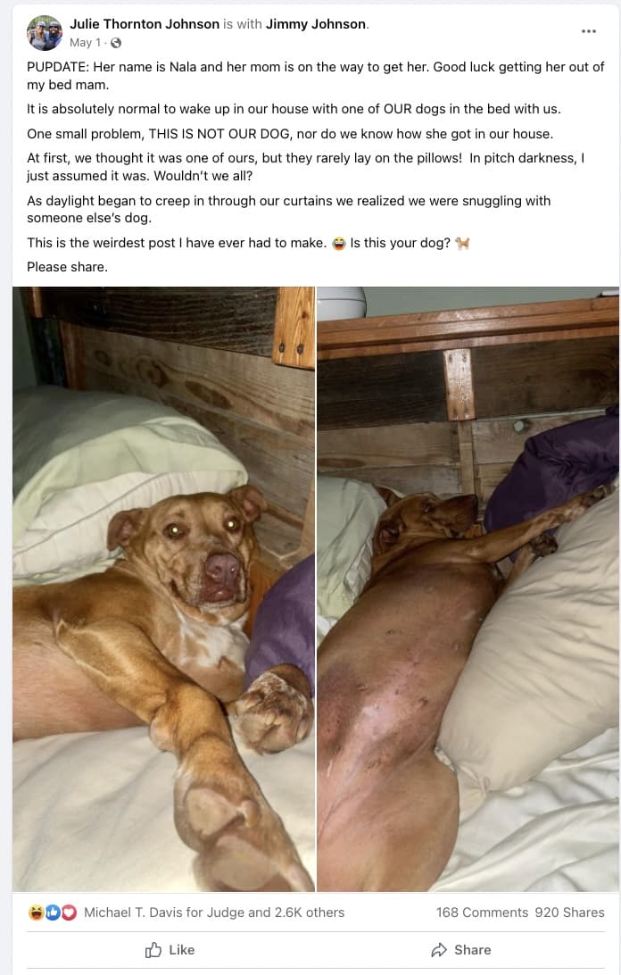 Couple wakes to find strange dog in bed with them