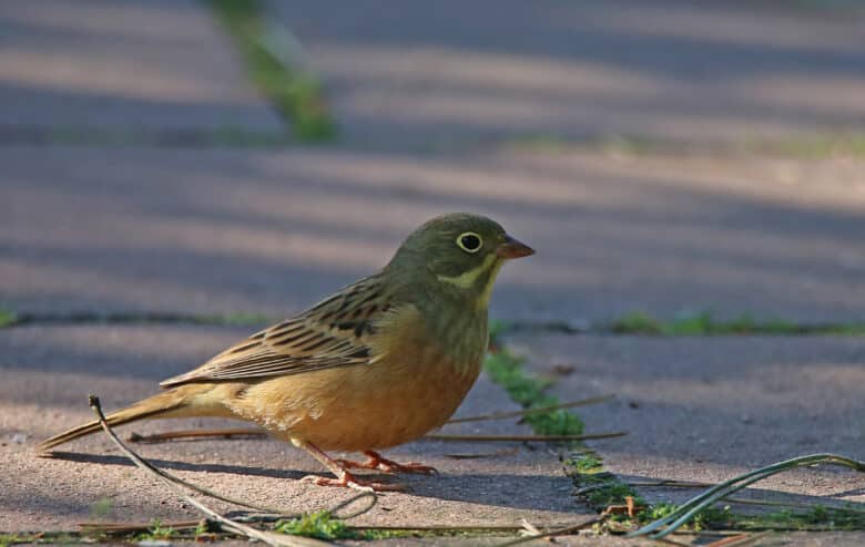 Ortolan Photo Credit: DepositPhotos