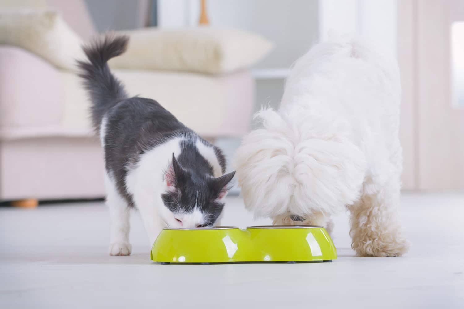 Little dog maltese and black and white cat eating food from a bowl in home