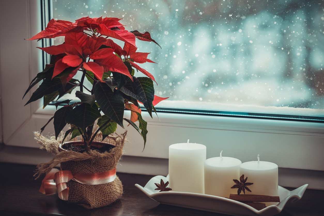 red poinsettia thriving beyond the holidays in front of a snowy window