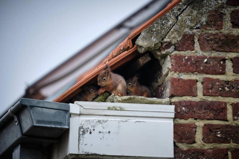 A family of curious squirrels made its nest in a high gutter