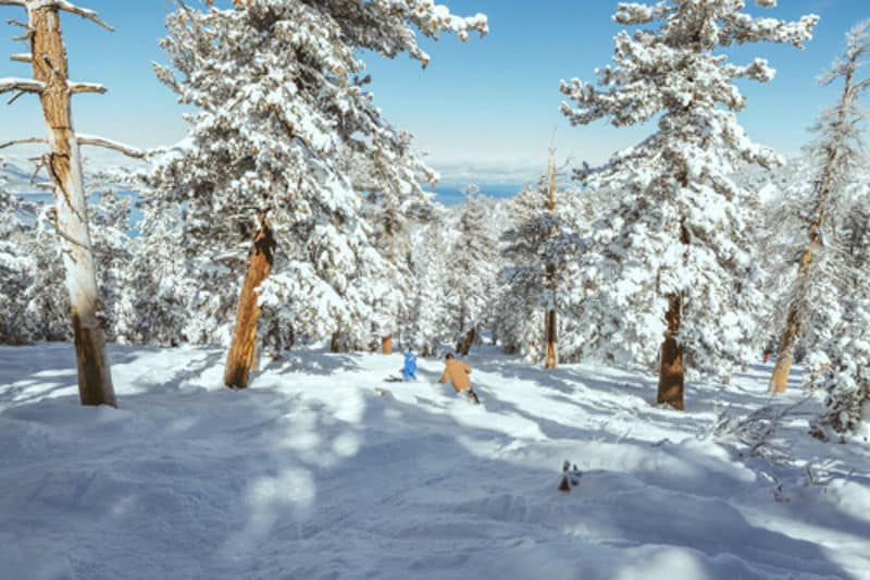 Skiers and riders ski the trees on a sunny day at Heavenly Ski Resort