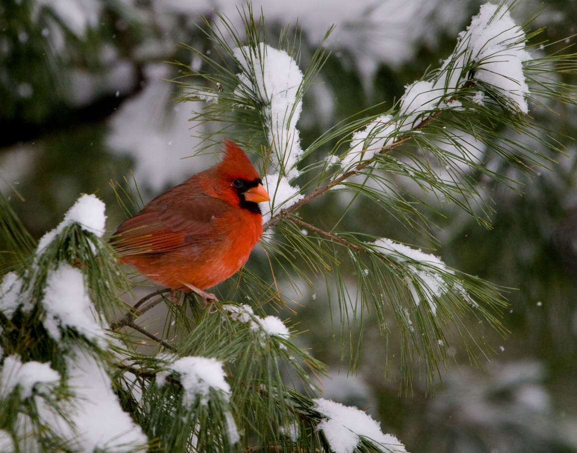 red cardinal bird in the winter