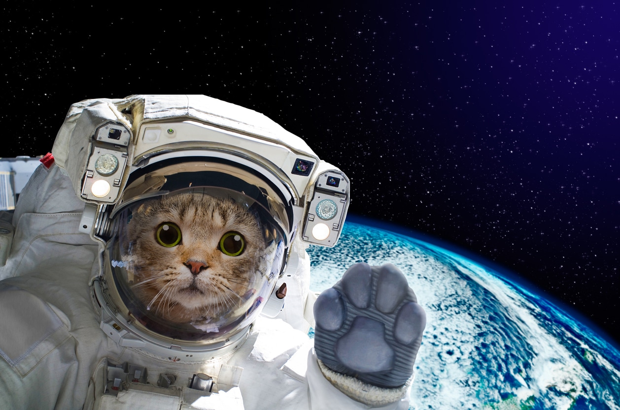 cat in space