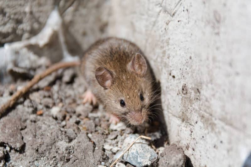 Brown mouse running along a stone wall