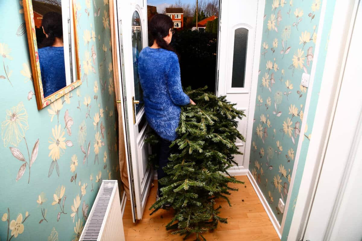 Woman taking a used Christmas tree out of a front house door on twelfth night in the new year