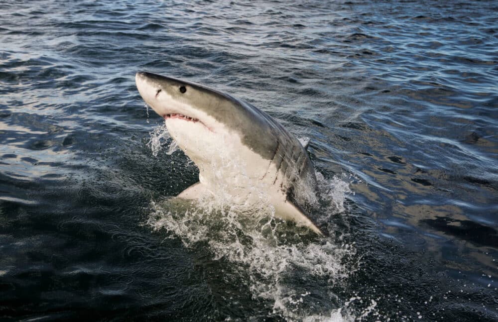 great white shark