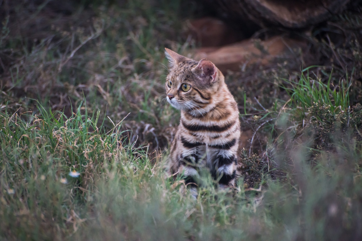 World's deadliest cat, the Black Footed Cat is a new resident at a zoo