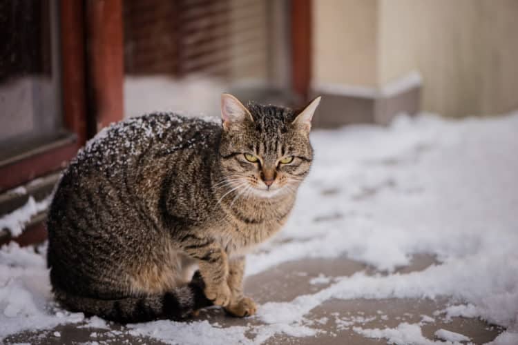 cat in the snow