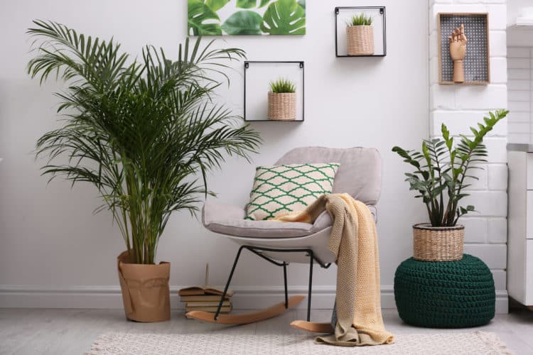 Stylish modern room interior with exotic houseplants