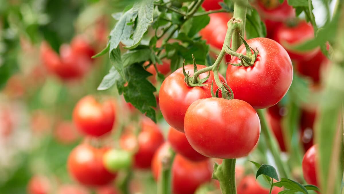 Ripe tomato plants on the vine