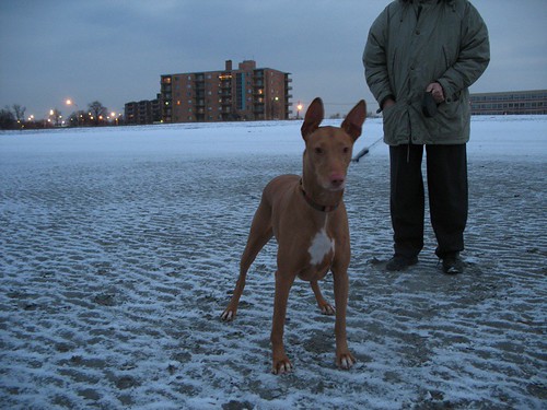 Pharaoh Hound