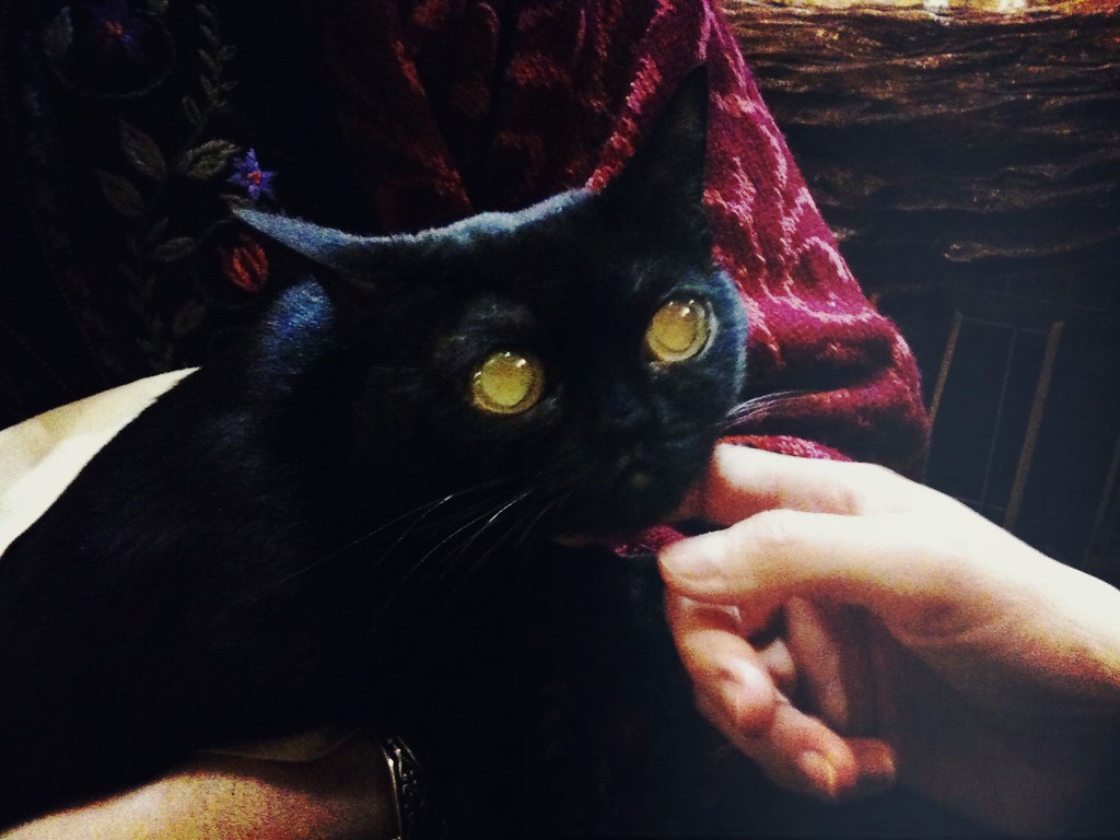 bombay cat