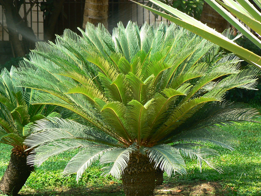 sago plant