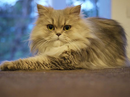 persian cat