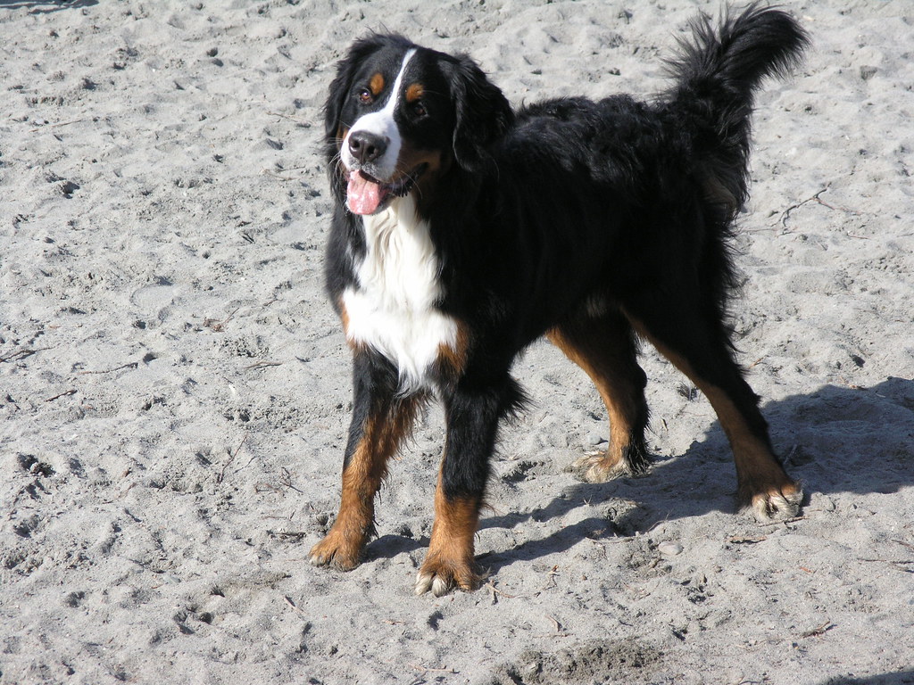 Bernese Mountain Dog