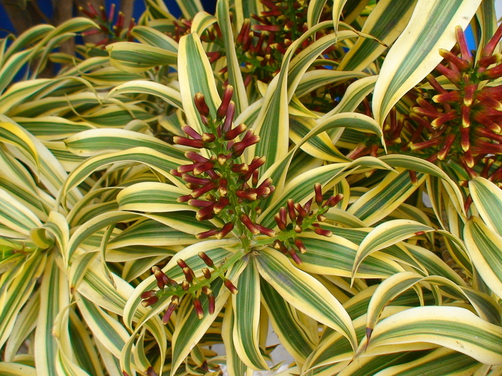 dracaena