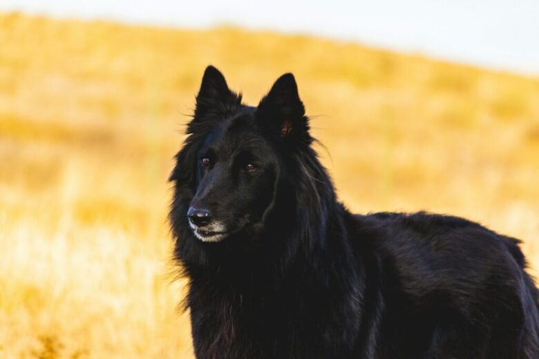 Belgian Sheepdog