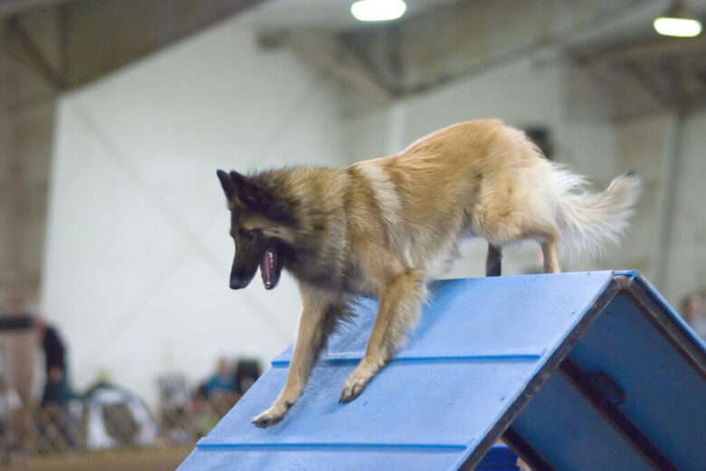 Belgian Tervuren