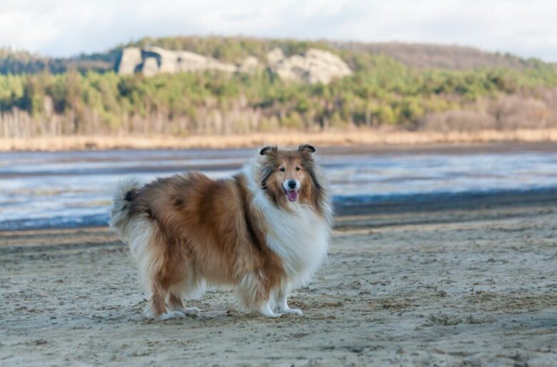 Collie