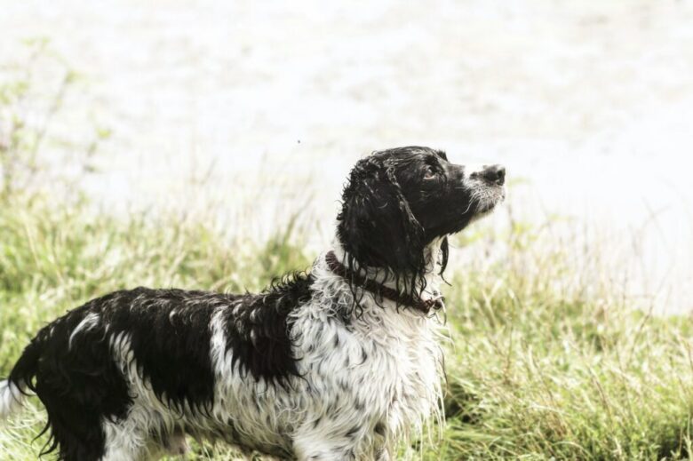 English Springer Spaniel