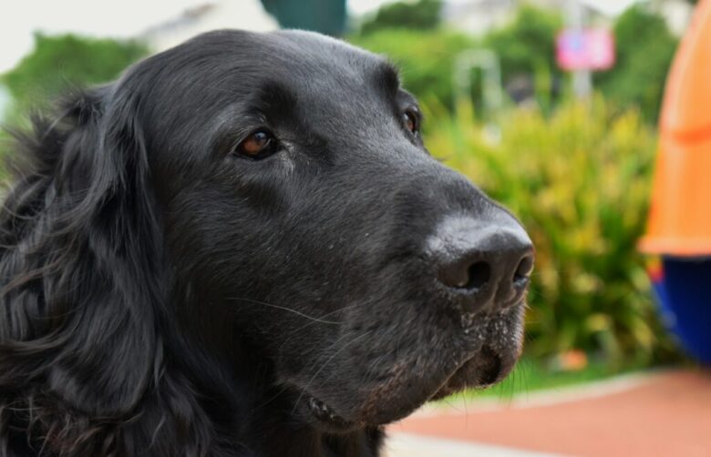 Flat-Coated Retriever
