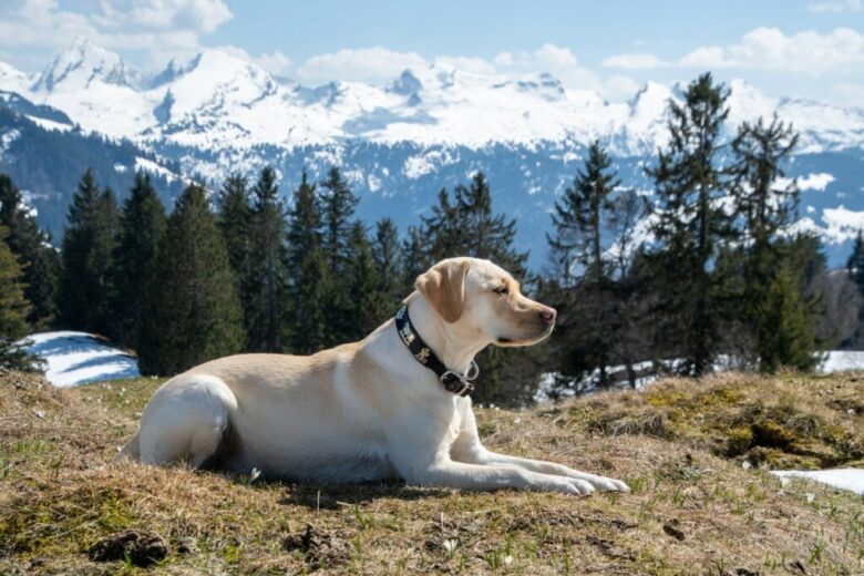 Labrador Retriever