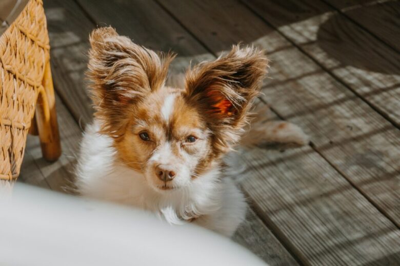 Papillon