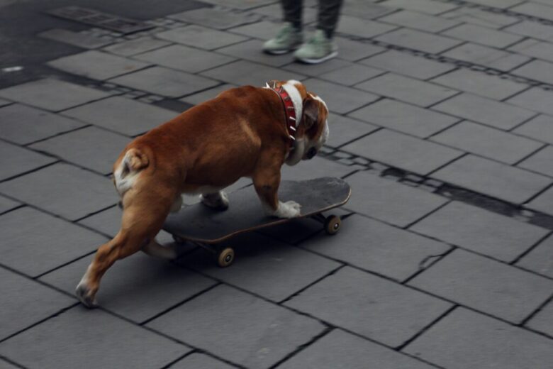 dog on a skateboard