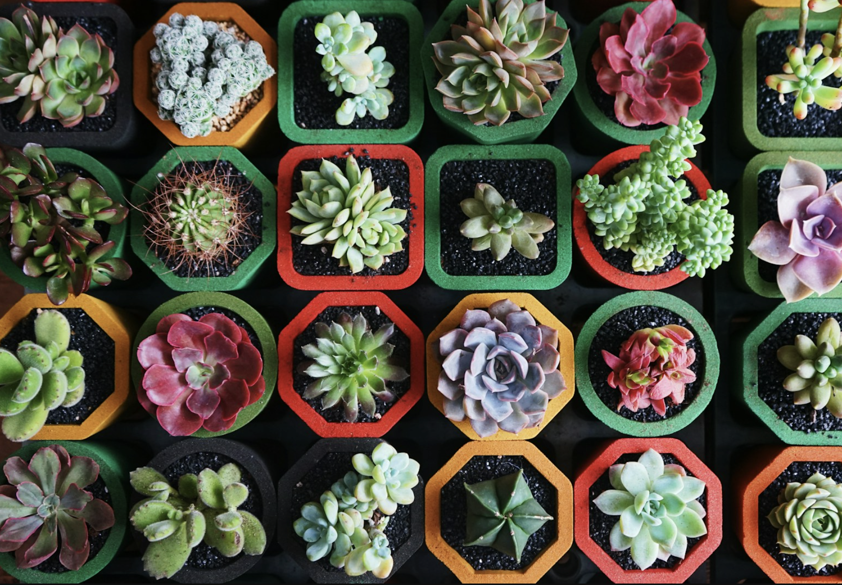 10 plants you basically can’t kill (even if you forget about them ...