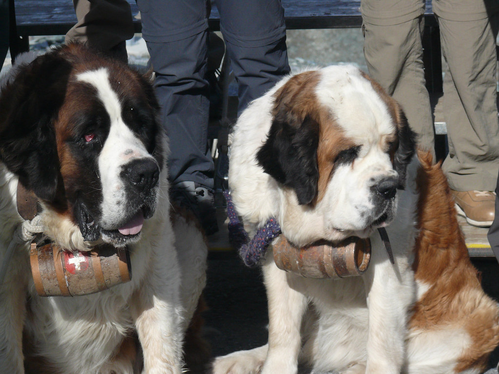 Saint Bernard