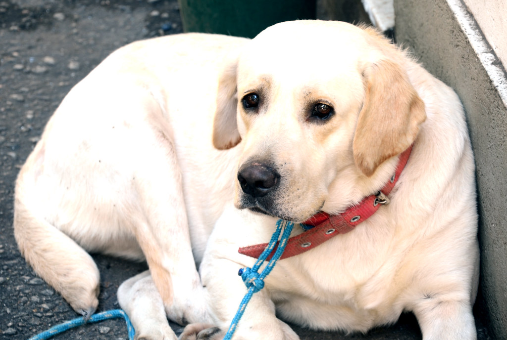 Labrador Retriever