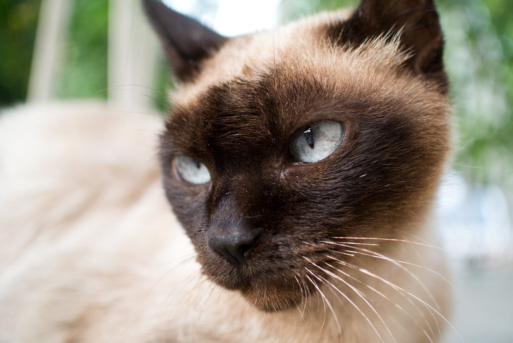 siamese cat