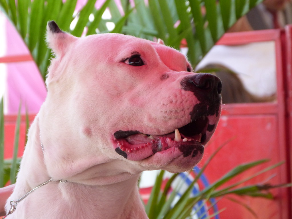 Dogo Argentino o Mastiff Argentino
