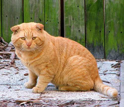 scottish fold