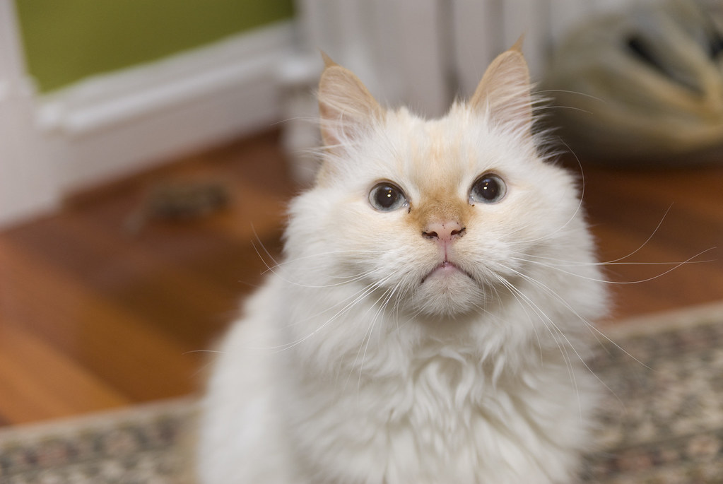 ragdoll cat