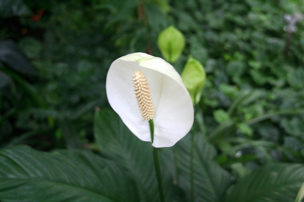 peace lily