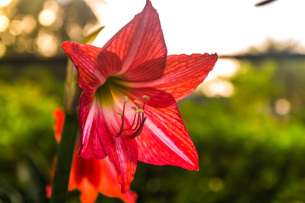 Amaryllis