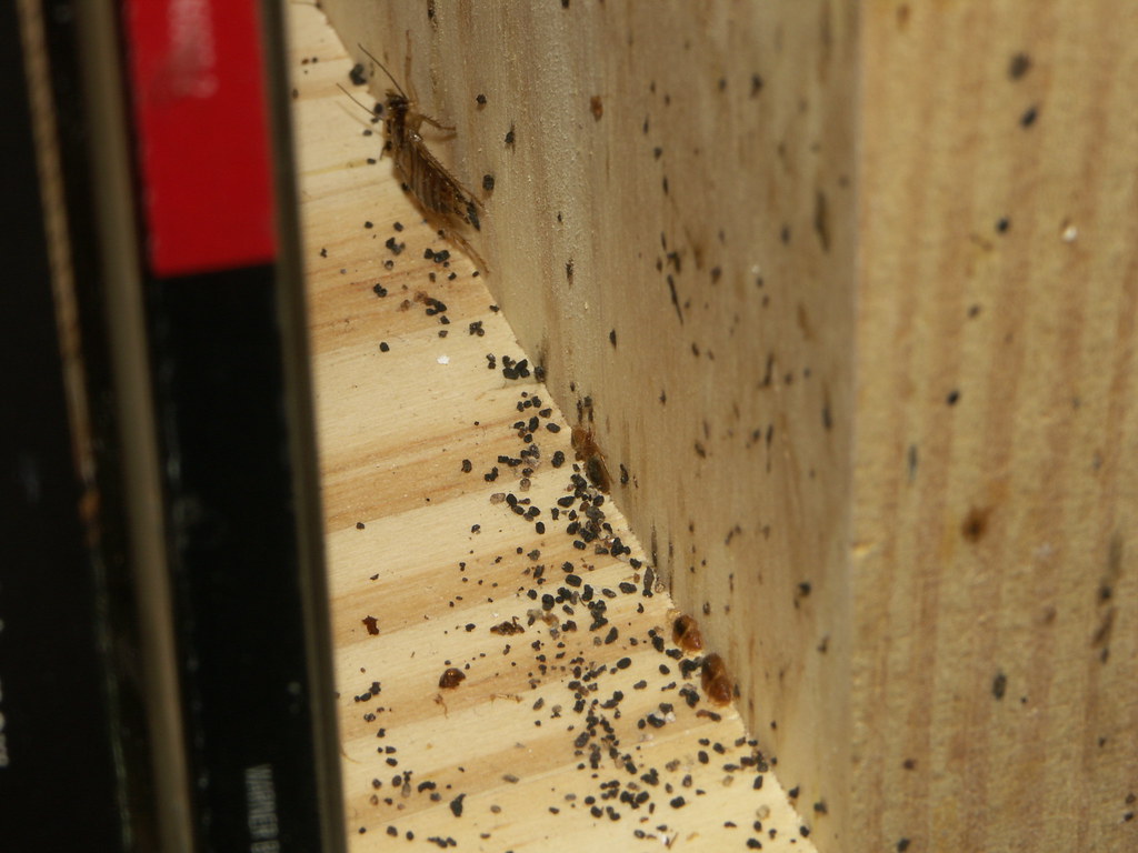 bed bugs