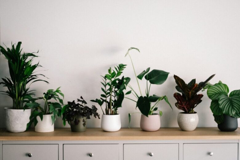 plants