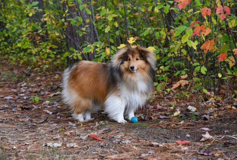 shetland sheepdog