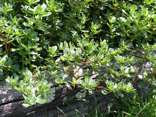 purslane