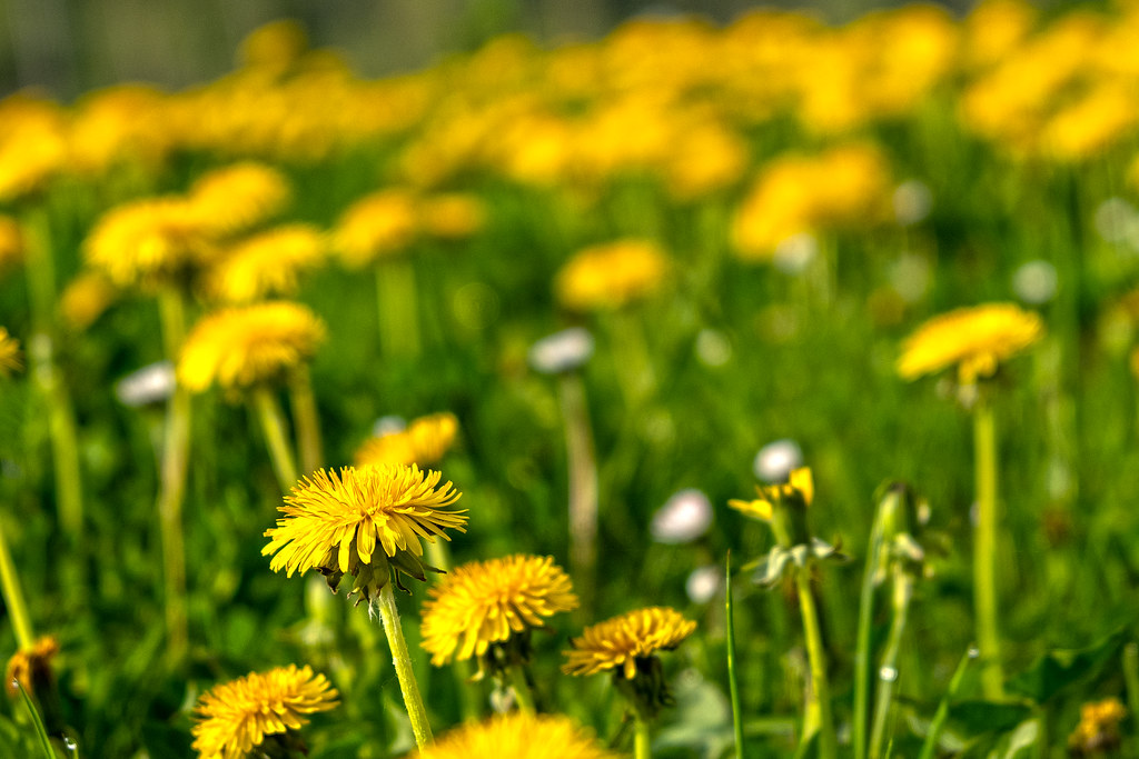 dandelion