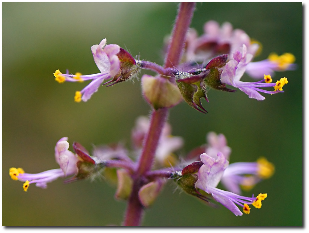 holy basil