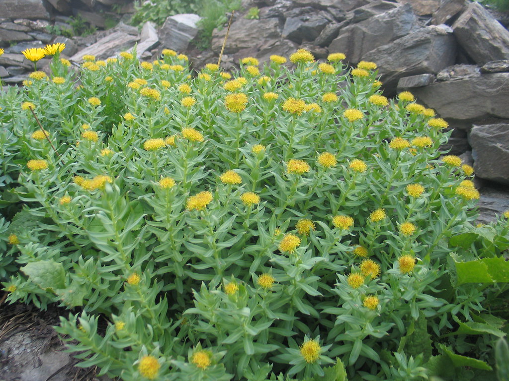 Rhodiola Rosea