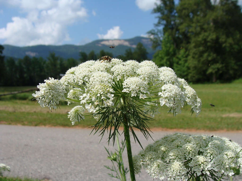 Queen Anne's Lace